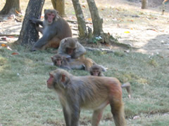 monkeyisland